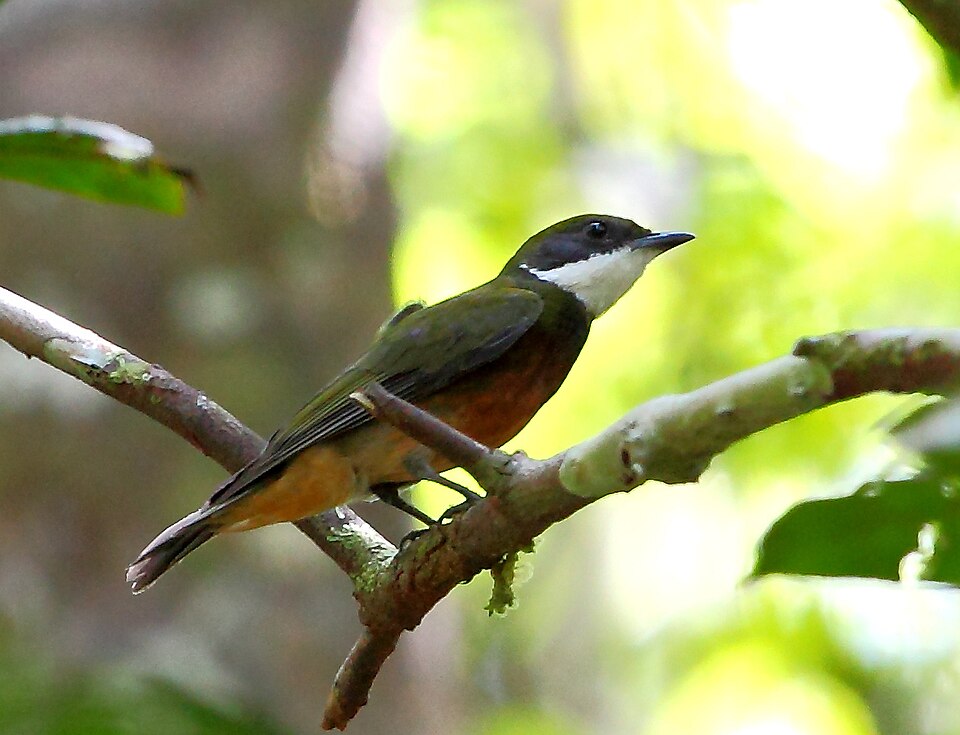 Yellow-crested Manakin