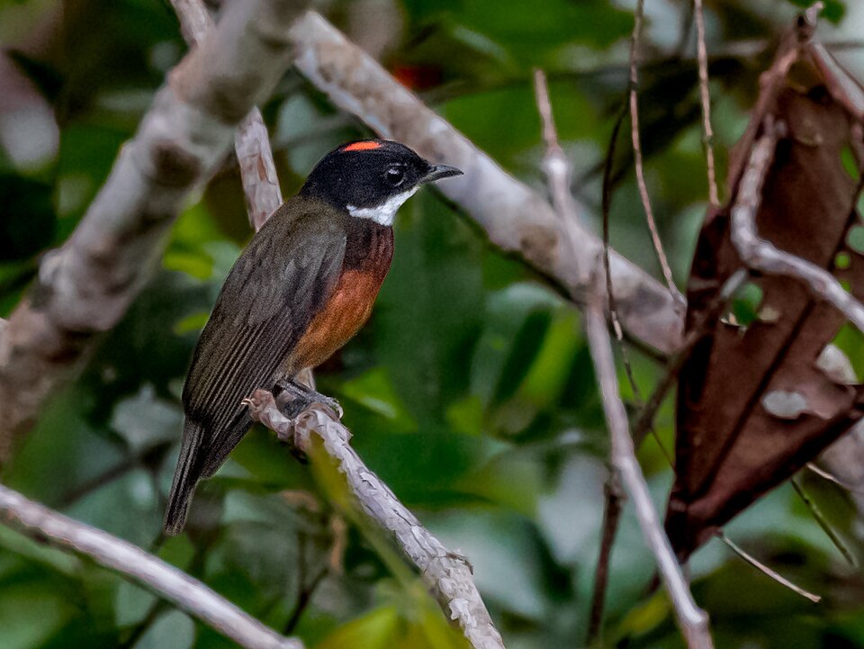 Flame-crested Manakin