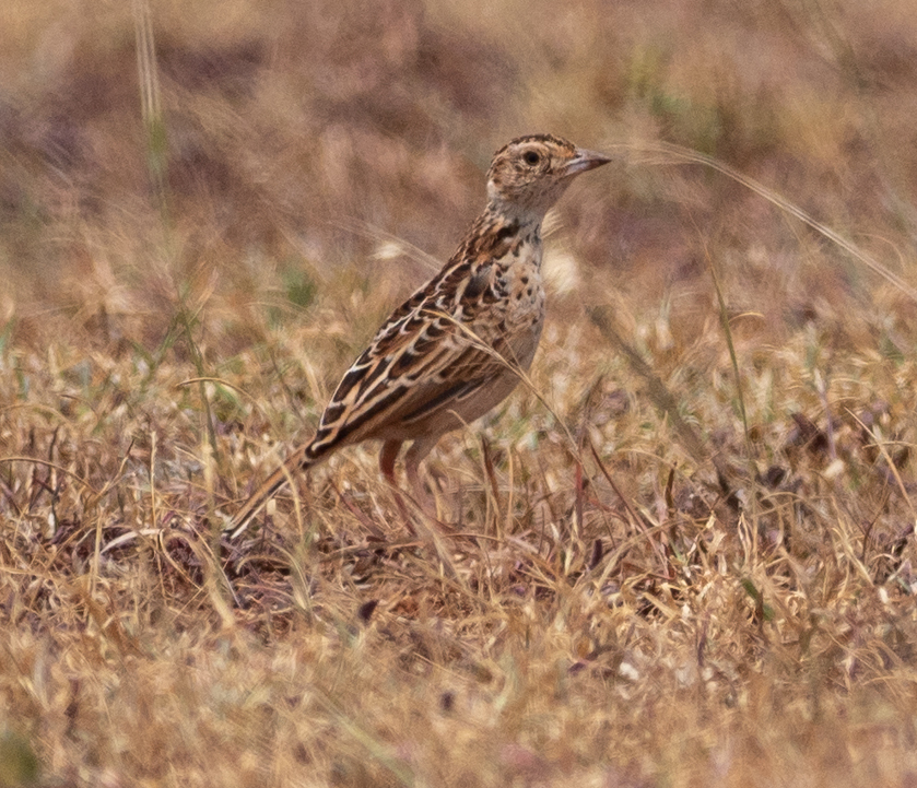 Archer's Lark