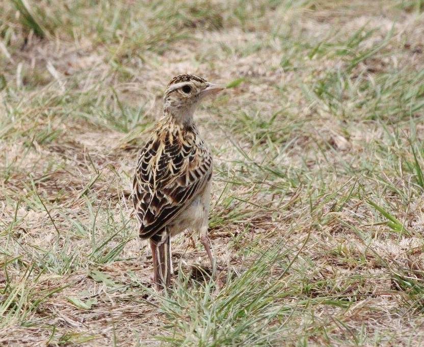 Rudd's Lark