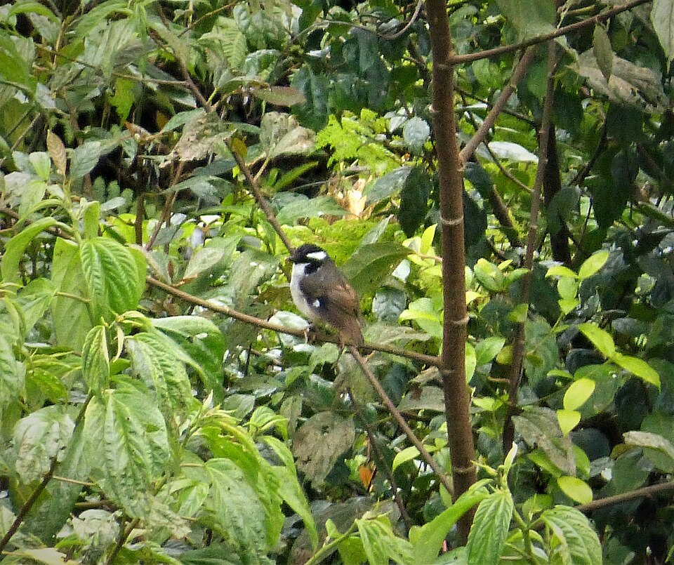 Black-capped Robin