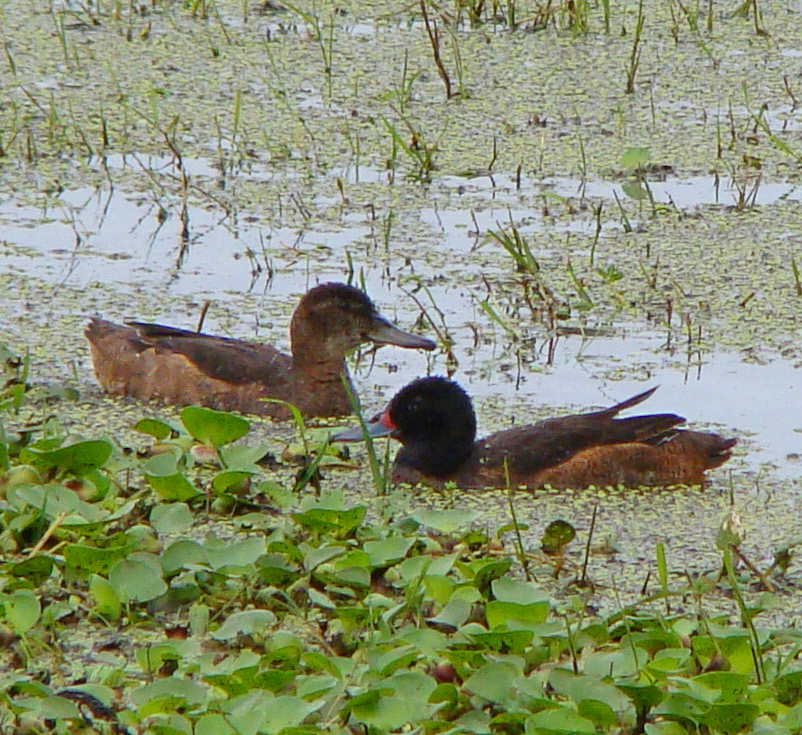 Black-headed Duck