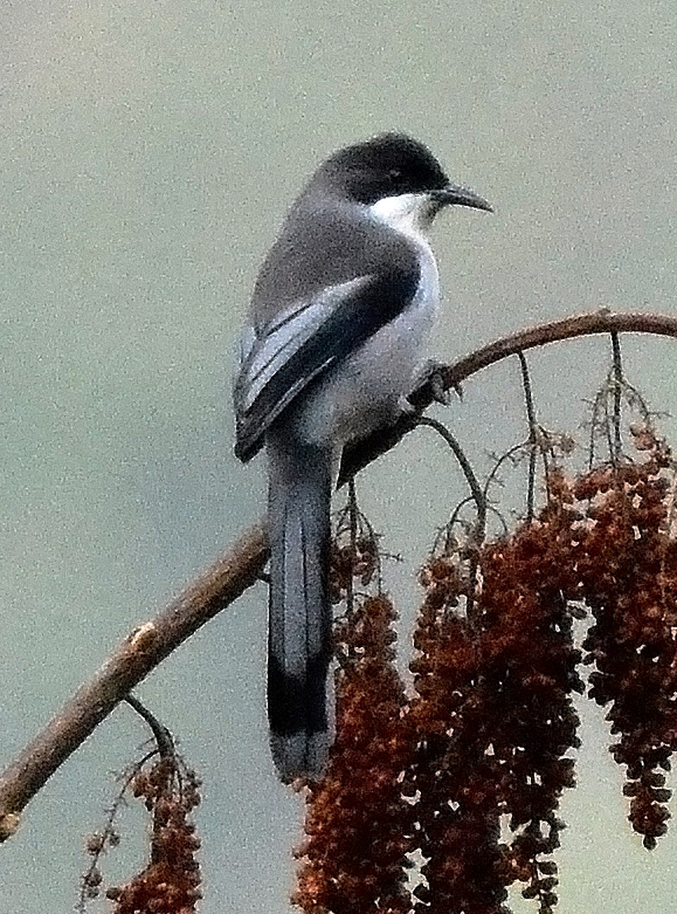 Grey Sibia