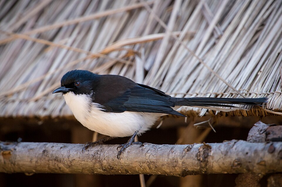 Dark-backed Sibia