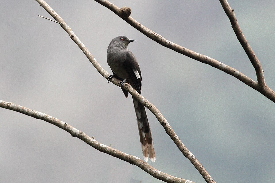 Long-tailed Sibia