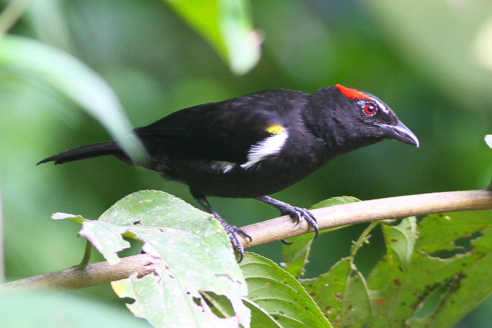 Scarlet-browed Tanager