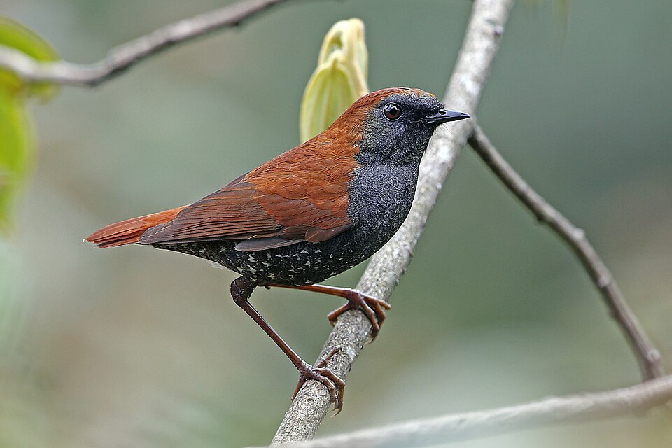 Gould's Shortwing
