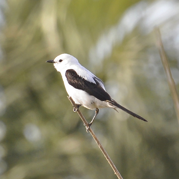 Black-and-white Monjita