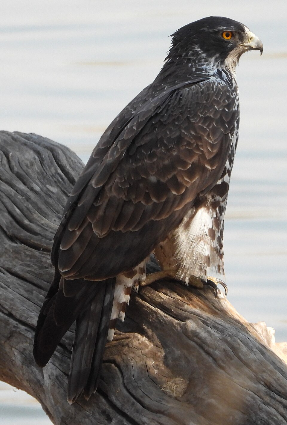 Ayres's Hawk-Eagle