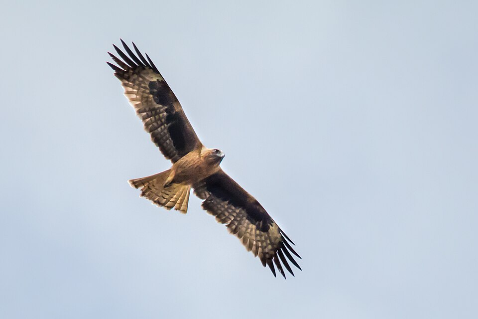 Little Eagle