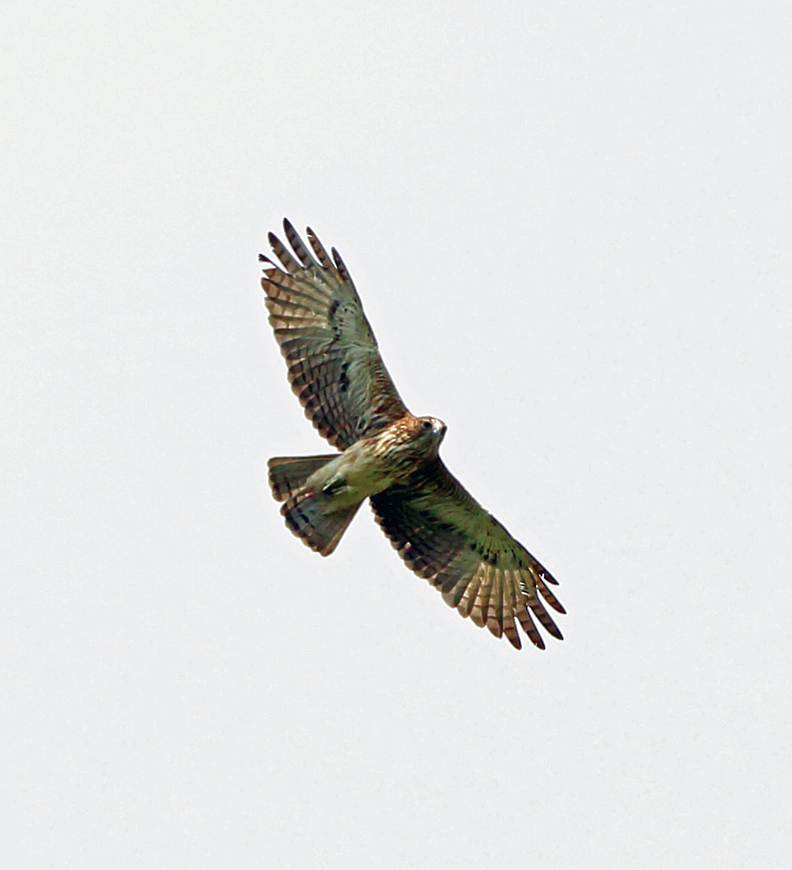 Pygmy Eagle