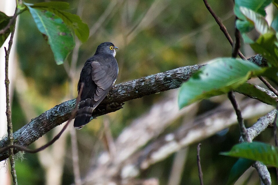 Dark Hawk-Cuckoo