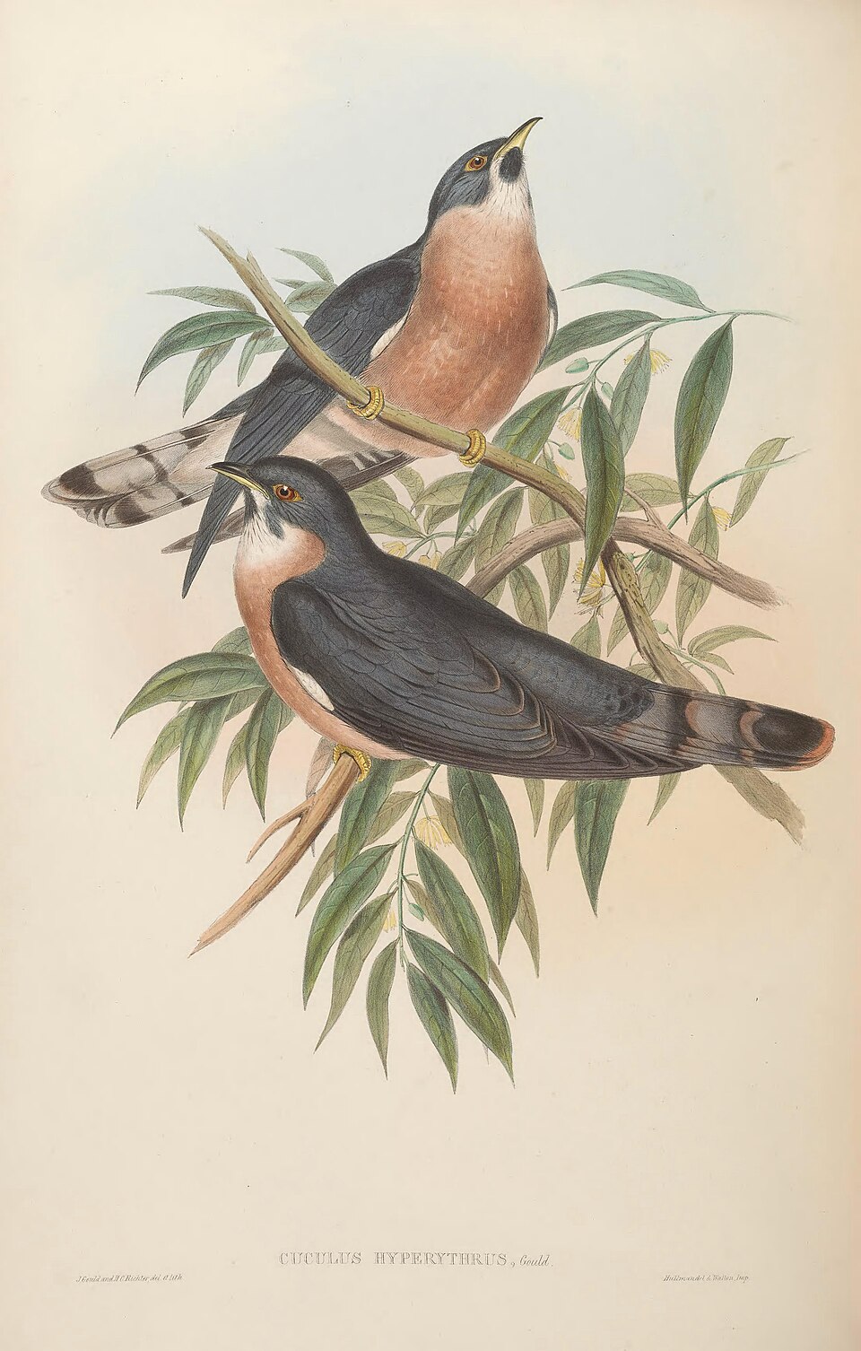 Rufous Hawk-Cuckoo