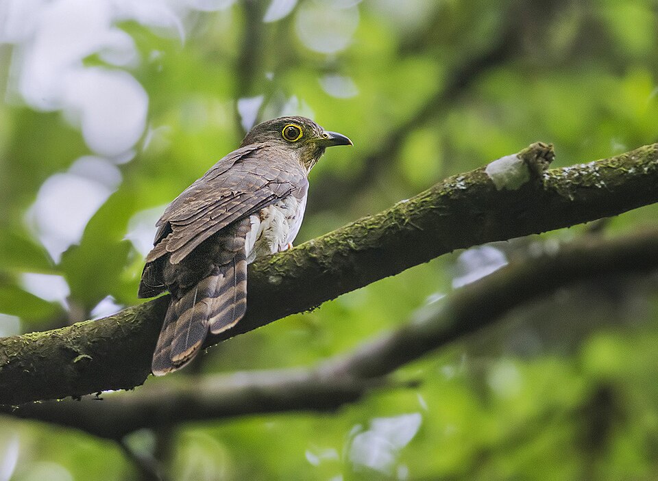 Hodgson's Hawk-Cuckoo