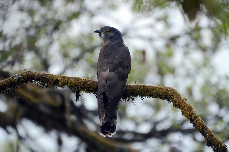 Large Hawk-Cuckoo