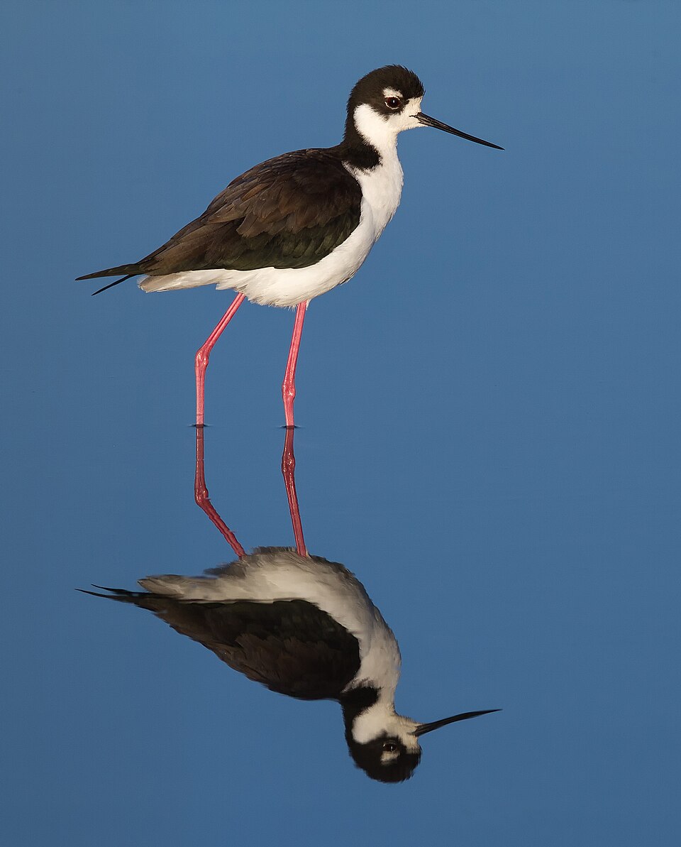 White-backed Stilt