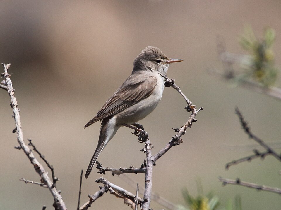 Upcher's Warbler