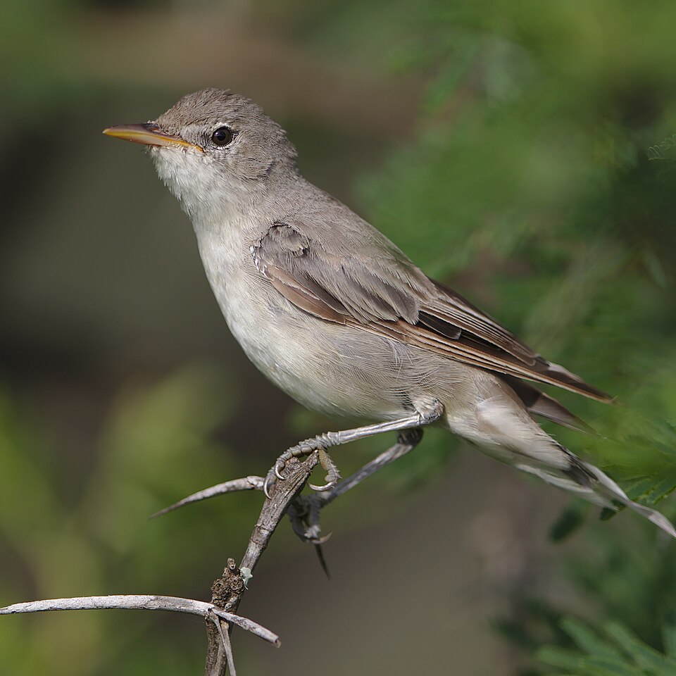 Olive-tree Warbler