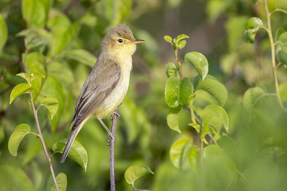 Melodious Warbler