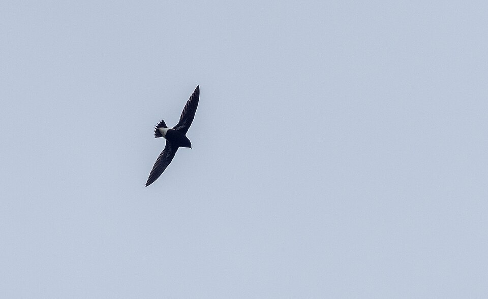 Purple Needletail