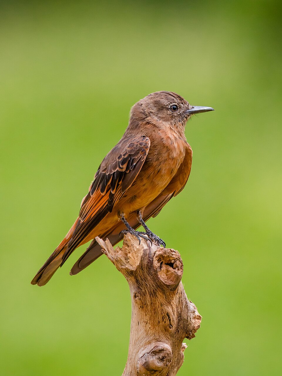 Cliff Flycatcher