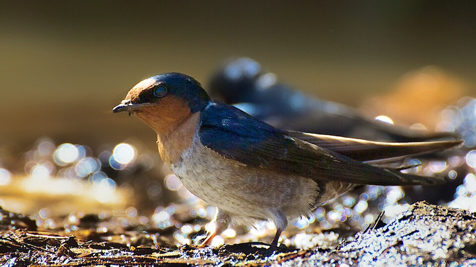 Hill Swallow
