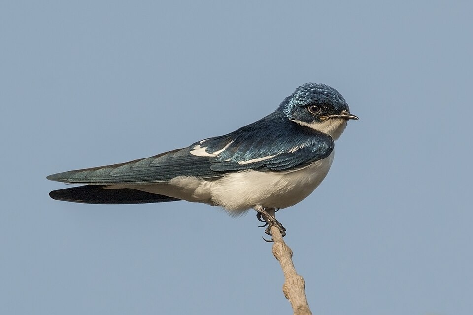 Pied-winged Swallow