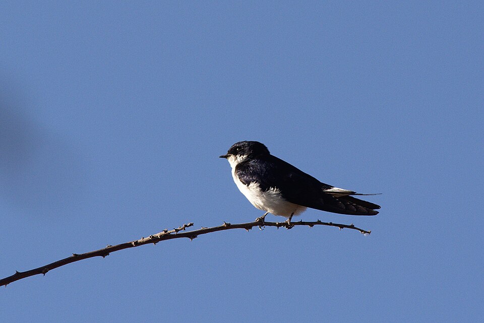 White-tailed Swallow