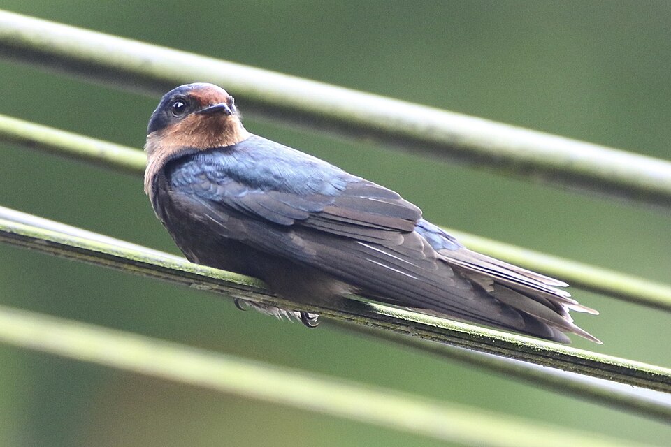 Pacific Swallow