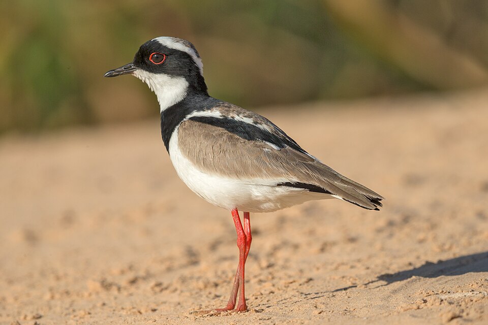 Pied Plover