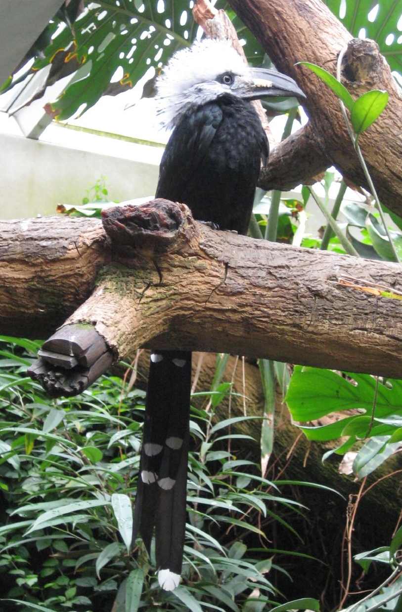White-crested Hornbill