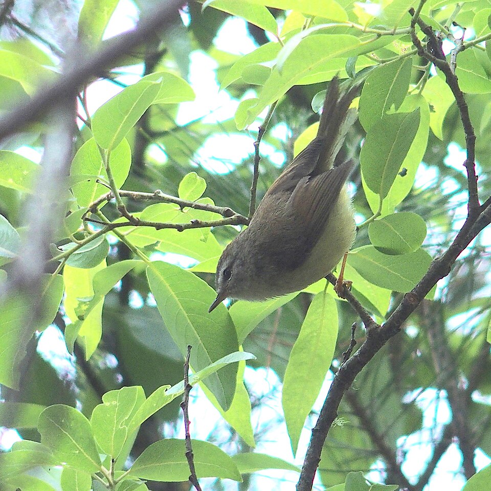 Yellow-bellied Bush Warbler