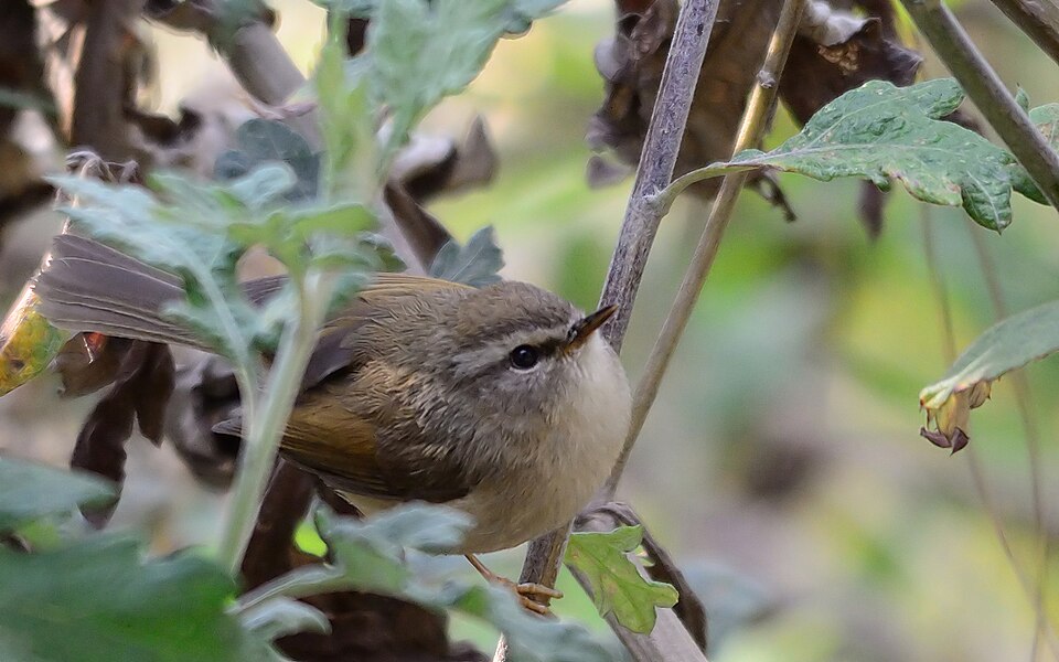 Hume's Bush Warbler