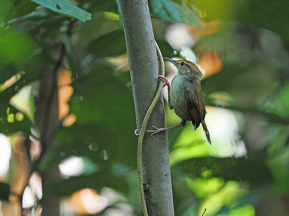 Tanimbar Bush Warbler