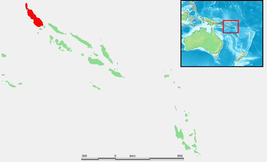 Bougainville Bush Warbler