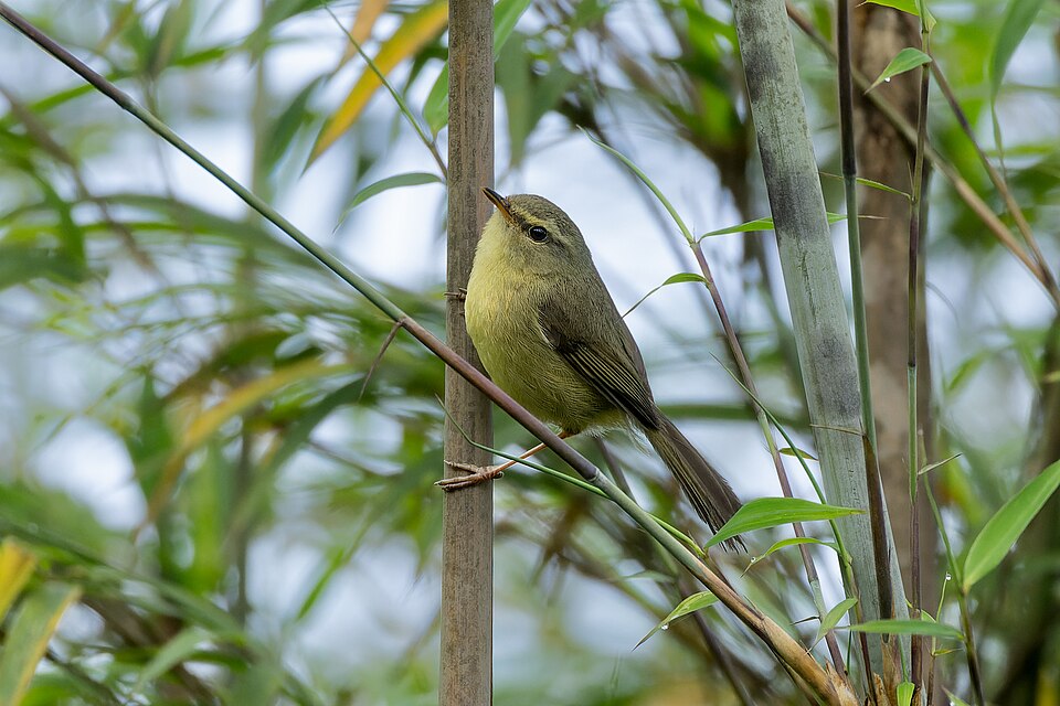 Sunda Bush Warbler