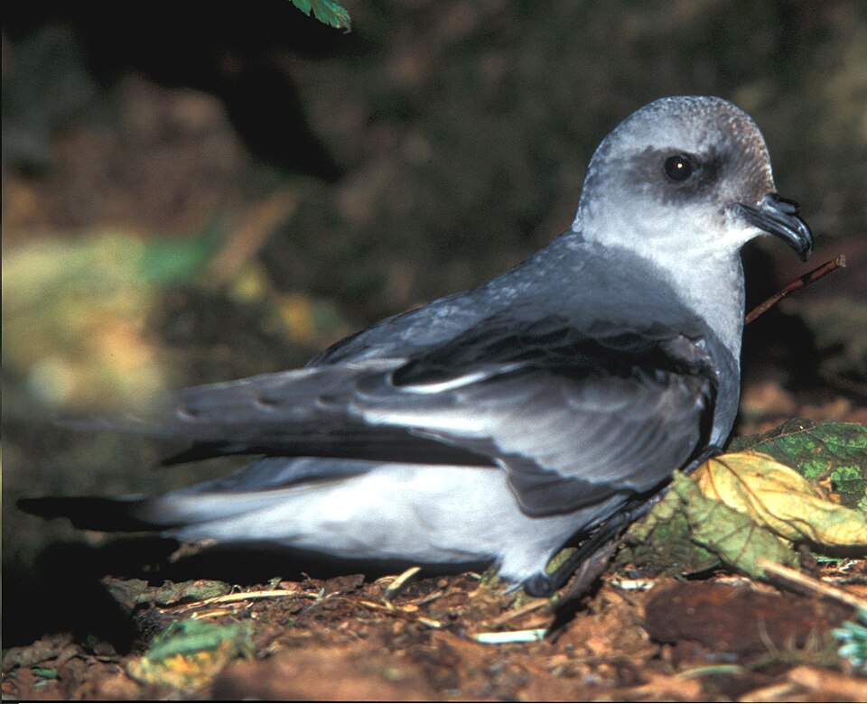 Fork-tailed Storm Petrel