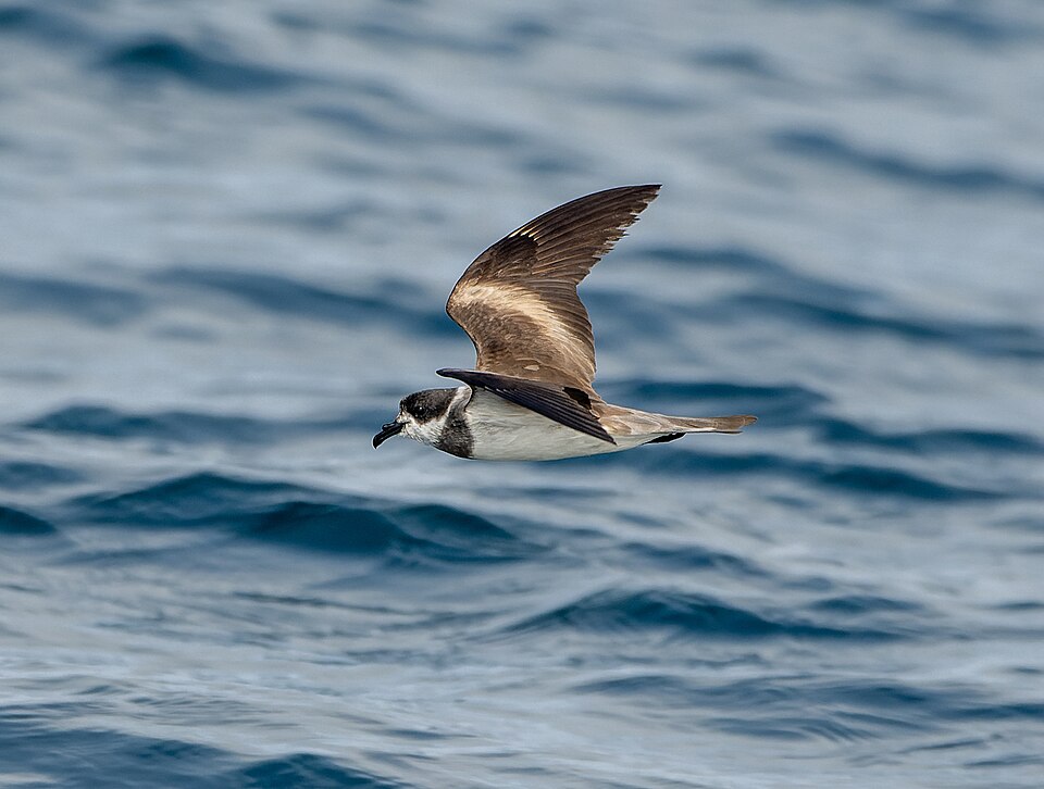 Hornby's Storm Petrel