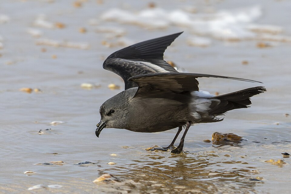 Leach's Storm Petrel