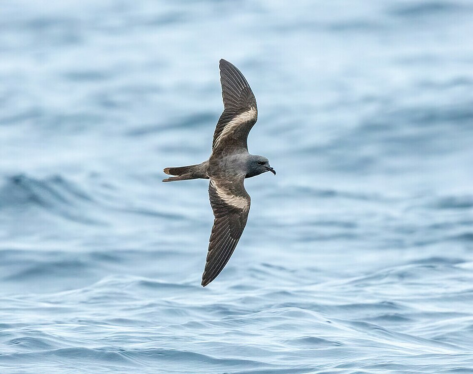 Markham's Storm Petrel