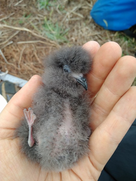 Monteiro's Storm Petrel
