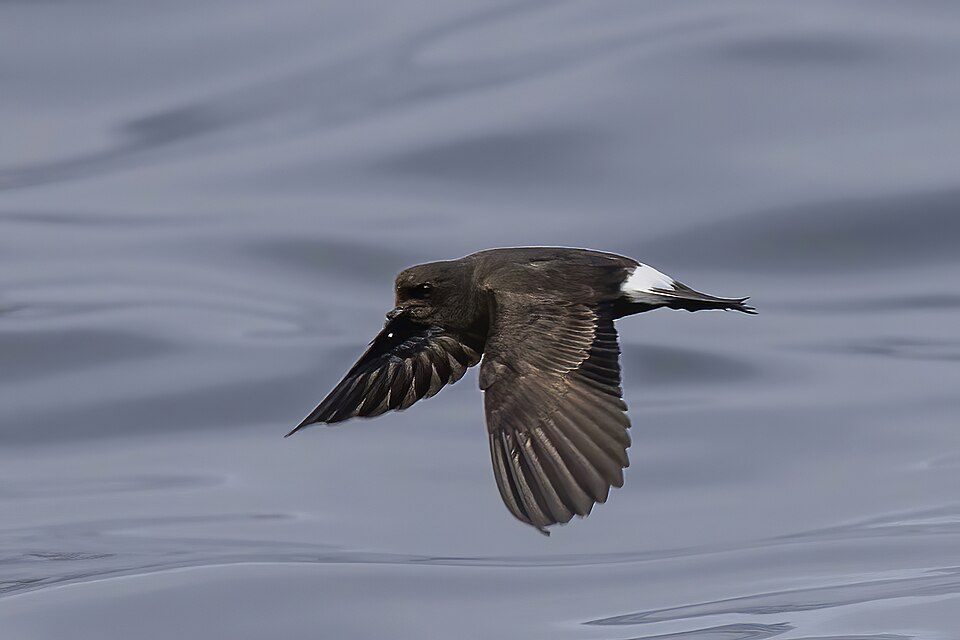 European Storm Petrel