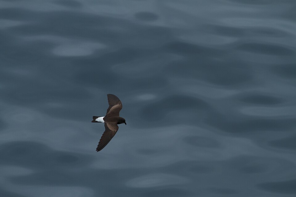 Wedge-rumped Storm Petrel