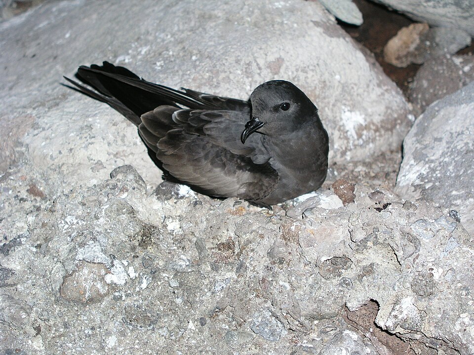 Tristram's Storm Petrel