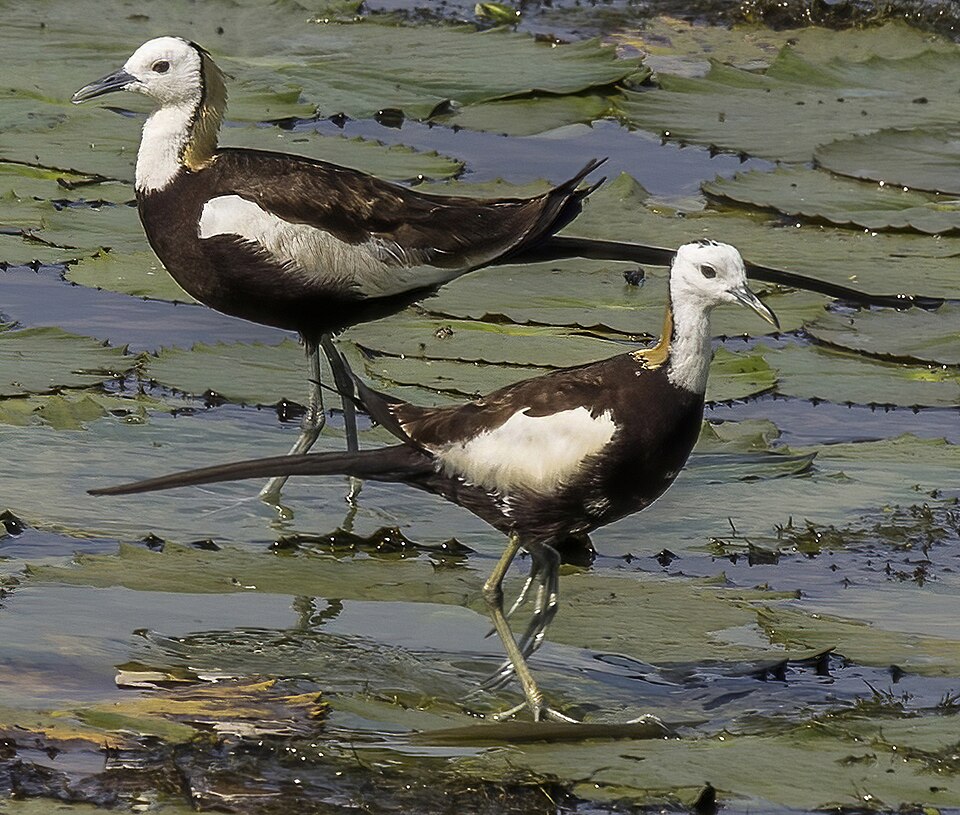 Pheasant-tailed Jacana