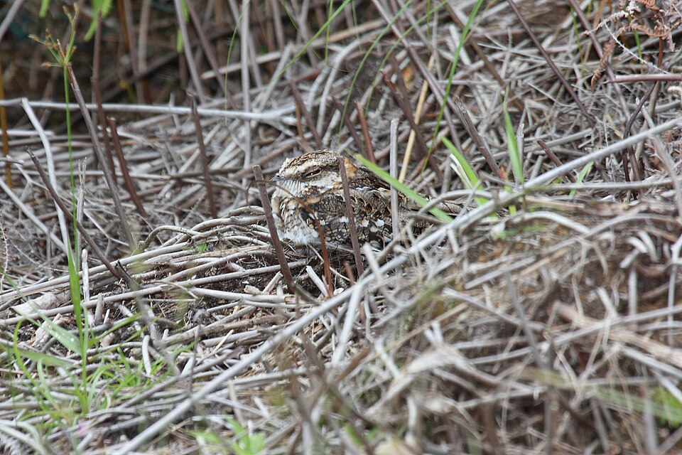 White-tailed Nightjar