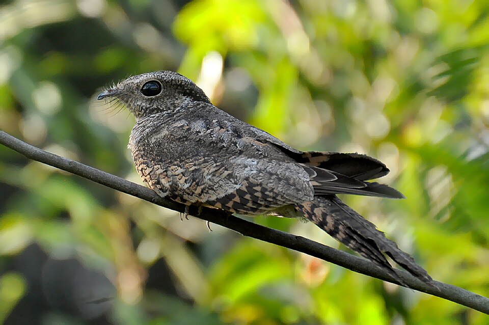 Ladder-tailed Nightjar