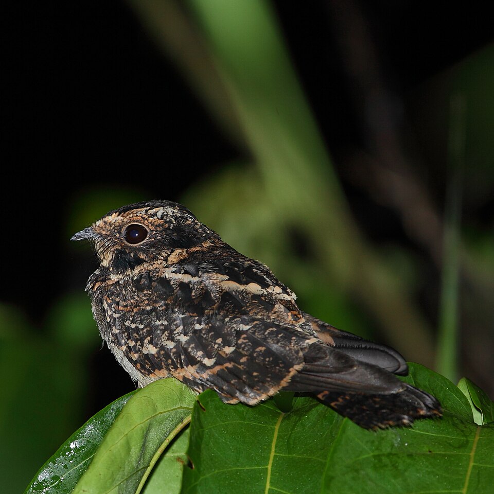 Spot-tailed Nightjar