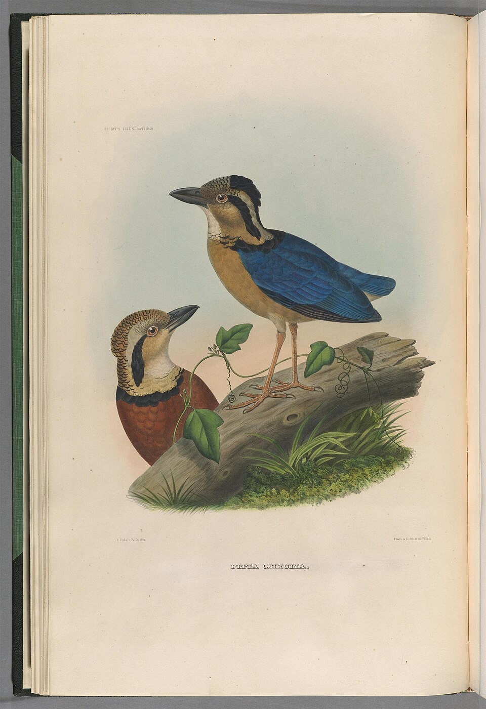 Giant Pitta