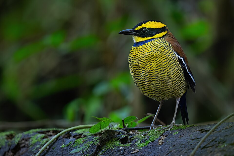 Javan Banded Pitta